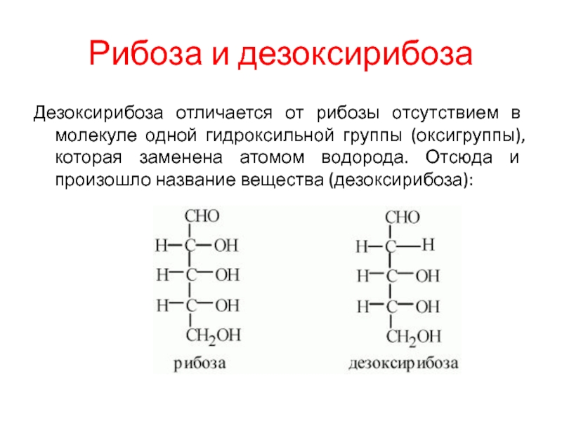 Рибоза и дезоксирибоза схема