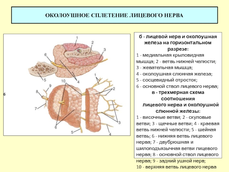 Околоушная железа строение. Иннервация околоушной железы анатомия. Отростки околоушной железы. Иннервация околоушной слюнной. Лицевой нерв околоушная железа.