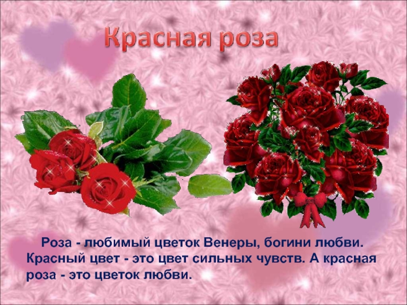 Красивые розы стихи. Стих про розу. Стих про розу цветок. Красные розы стихи.