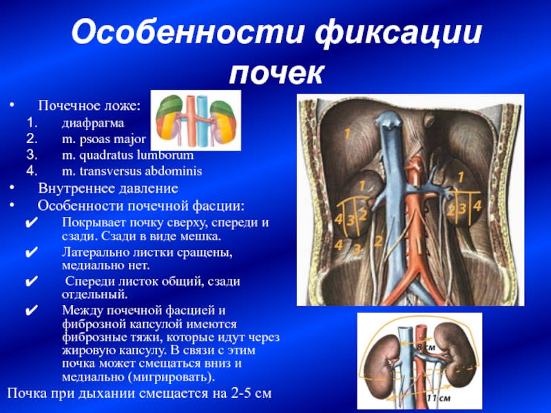 Анатомия мочевой системы презентация