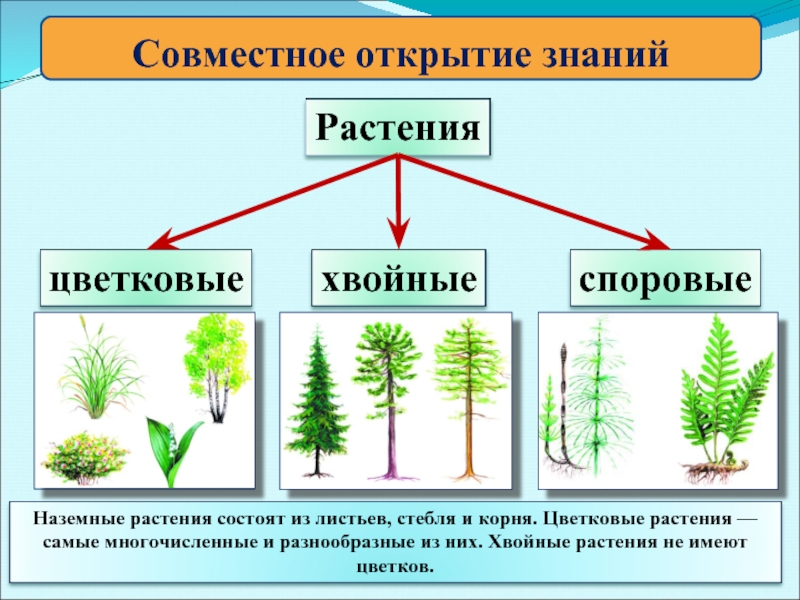 Хвойные и цветковые растения и картинки