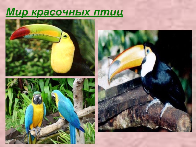 Мир красочных птиц