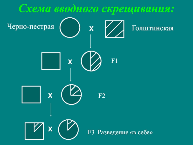 Составить схему скрещивания и рассчитать доли крови у приплода