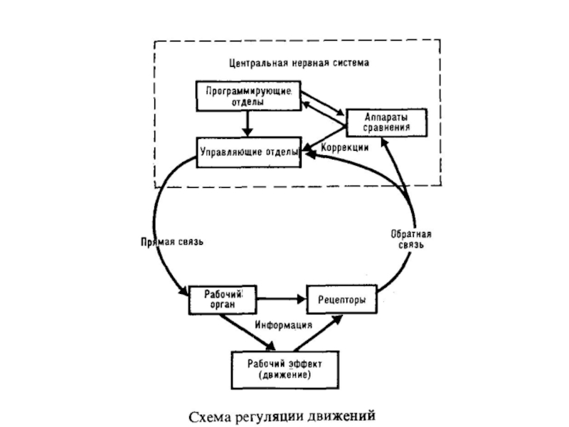 Коррекция обратной связи. Рефлекторное кольцо Бернштейна. Схема рефлекторного кольца. Принцип сенсорных коррекций. Принцип сенсорных коррекций Бернштейн.