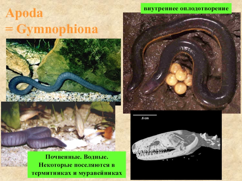 Внутреннее оплодотворение у рептилий. Внутреннее оплодотворение. Хордовые обитают в почве. Змея водная или почвенная.