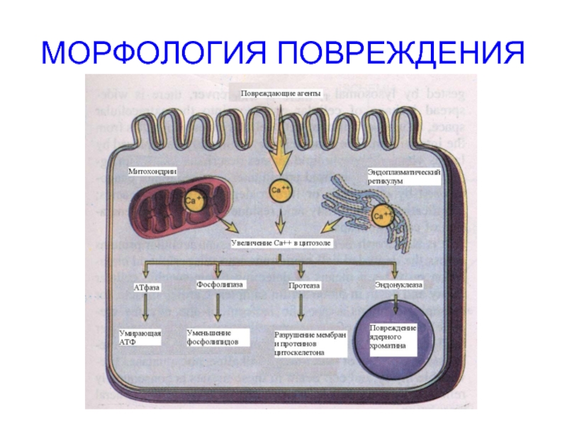 Морфология вещество