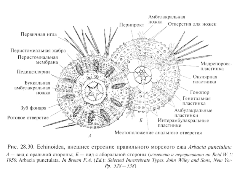 Схема строения морского ежа