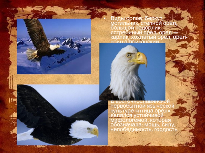 Виды орлов: беркут, могильник, степной орел, большой подорлик, ястребиный орел, орел — карлик, хохлатый орел, орел-воин африканский.