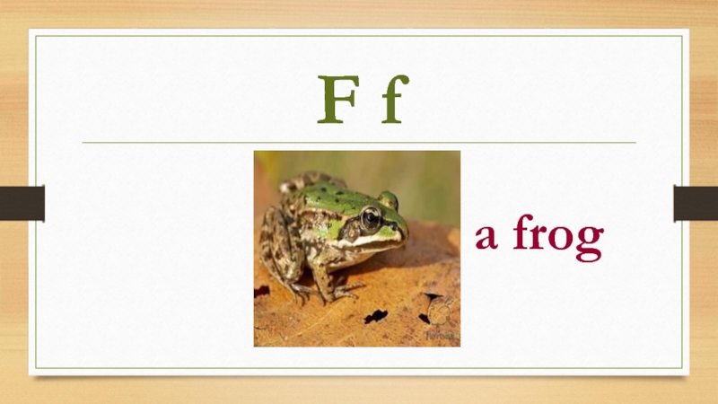 F fa frog
