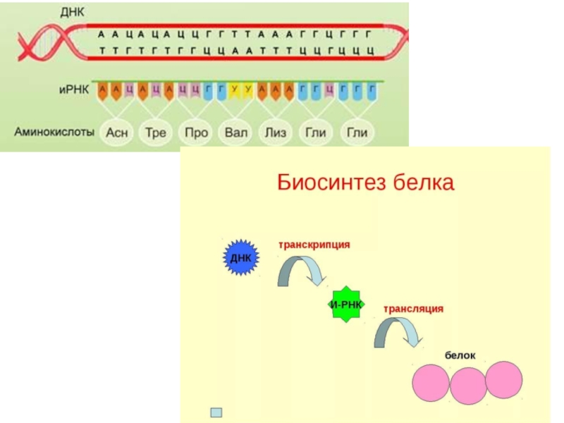 Названия этапов биосинтеза белка. Синтез белка транскрипция и трансляция. Этапы транскрипции биосинтеза белка. Трансляция Биосинтез белка схема. Биосинтез белков транскрипция и трансляция.
