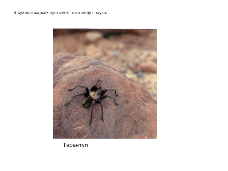 ТарантулВ сухих и жарких пустынях тоже живут пауки.
