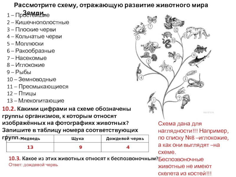 Работая в группе рассмотрите рисунок 184 и составьте схемы развития животных