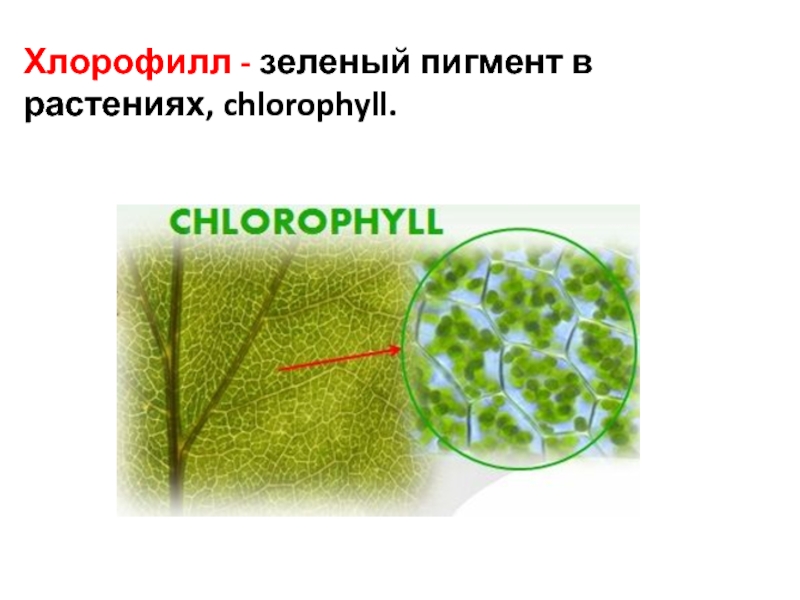 Зеленый пигмент клетки растений