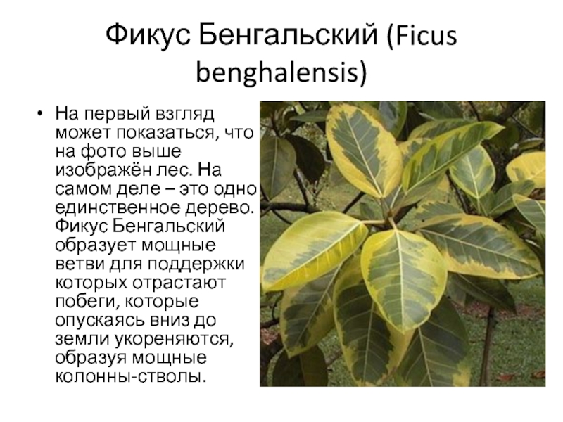 Фикус Бенгальский (Ficus benghalensis)На первый взгляд может показаться, что на фото выше изображён лес. На самом деле