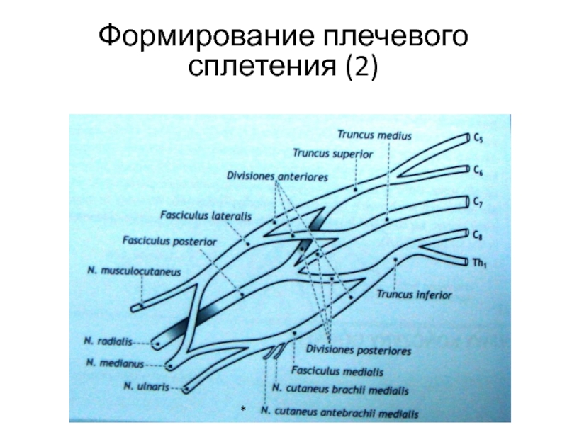 Плечевое сплетение. Плечевое сплетение схема. Формирование плечевого сплетения. Схема формирования плечевого сплетения. Плечевое сплетение формируется.