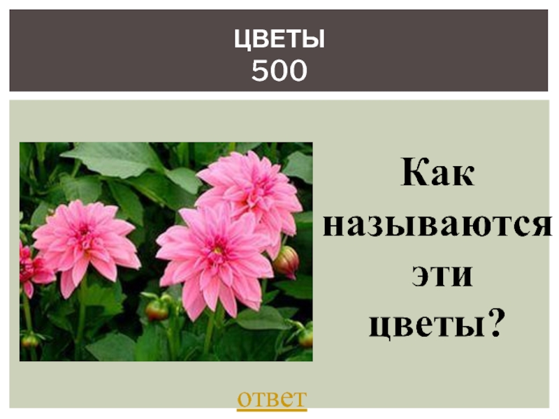 500 цветов