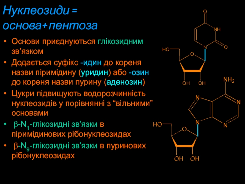 Нуклеозиди =  основа+ пентозаОснови приєднуються глікозидним зв’язком Додається суфікс -идин дo кореня назви піримідину (уридин) або