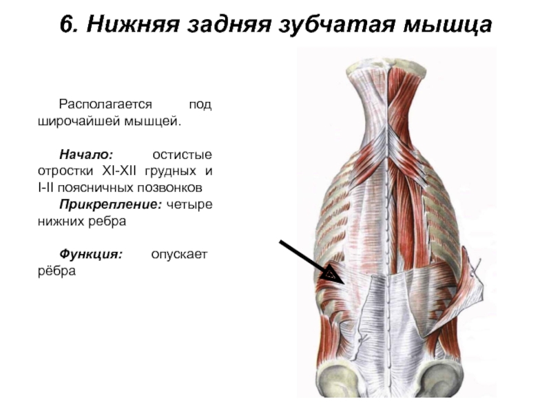 6. Нижняя задняя зубчатая мышцаРасполагается под широчайшей мышцей.Начало: остистые отростки XI-XII грудных и I-II поясничных позвонков Прикрепление: