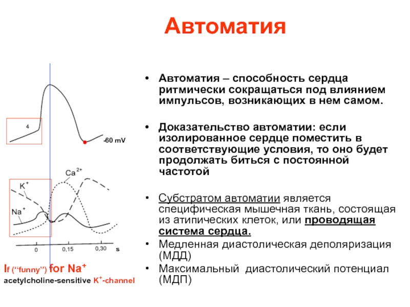 Механизм автоматии сердца презентация