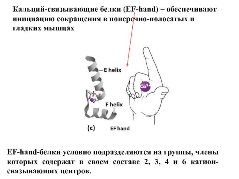 Связывающие белки. Кальций связывающий белок. Кальций-связывающий белок строение. Кальций связывающие белки и их биологическая роль. Кальцесвязывающие белки в скелетных мышцах.