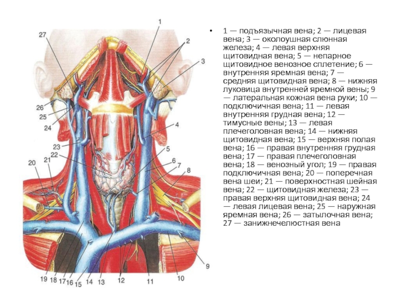 Левая подключичная вена. Яремная Вена и плечеголовная Вена. Глоточное венозное сплетение. Наружная яремная Вена топография. Кровоснабжающие артерии щитовидной железы.