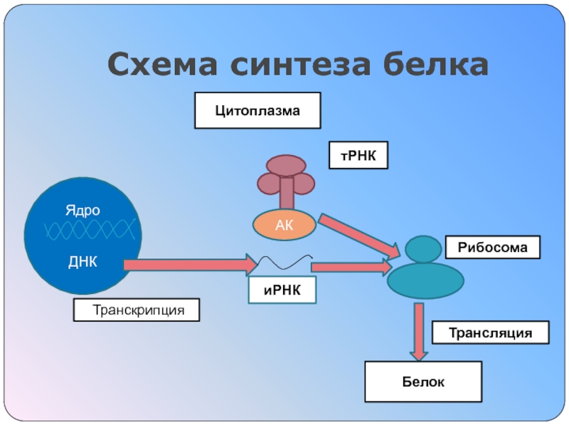 Пластический обмен Синтез белка Схема синтеза белкаЯдро ДНК иРНКтРНКРибосома Цитоплазма Белок Трансляция Транскрипция АК Схема синтеза белкаЯдро ДНК иРНКтРНКРибосома Цитоплазма Белок Трансляция Транскрипция АК