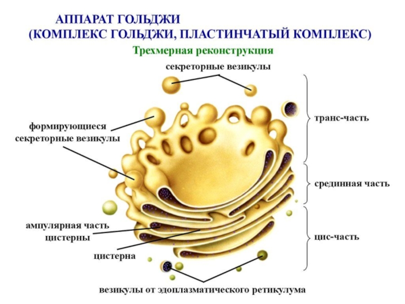 Изображенный на рисунке органоид образуется из мембран эпс мембраны этого органоида