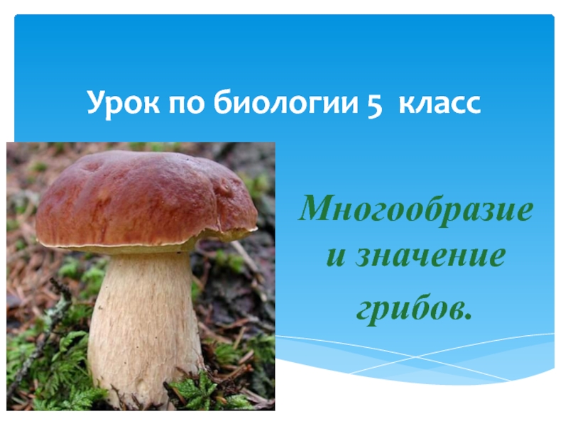 Презентация Жизнь и развитие грибов