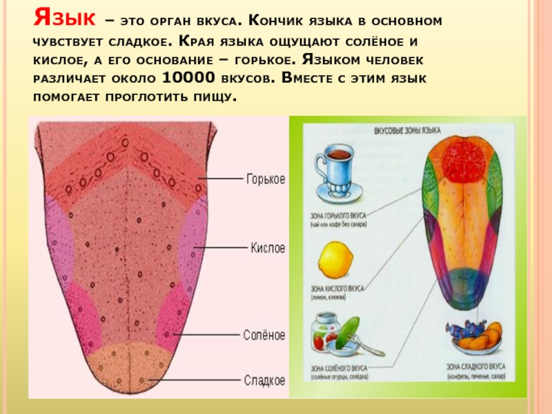 Орган вкуса картинки