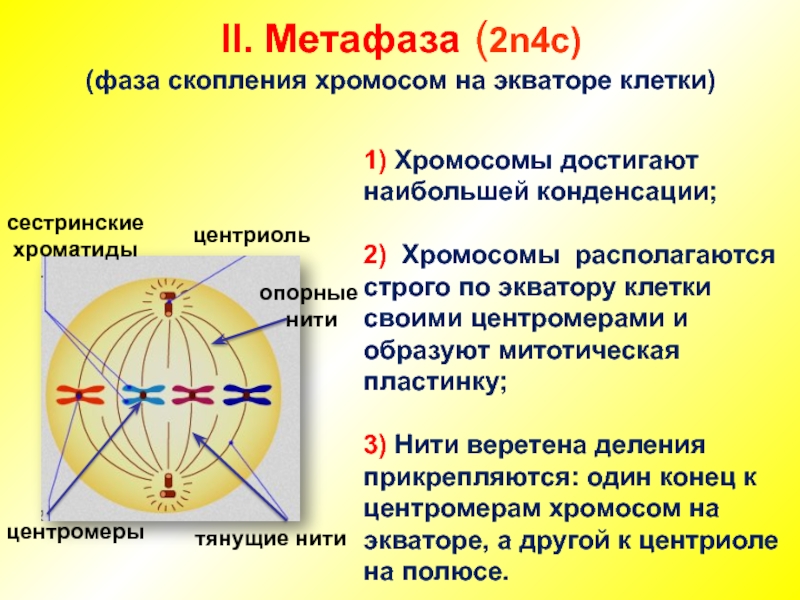 Метафаза хромосомный набор