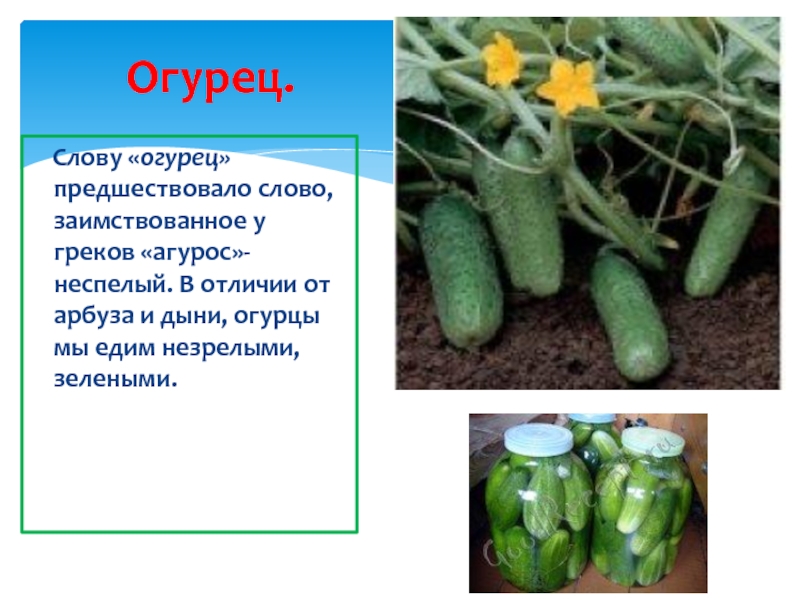 Презентация о огурцах