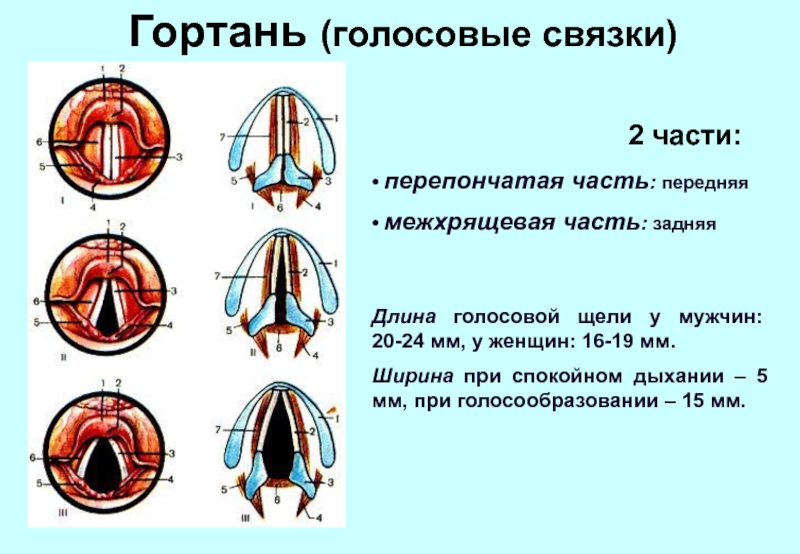 Голосовые связки у человека фото