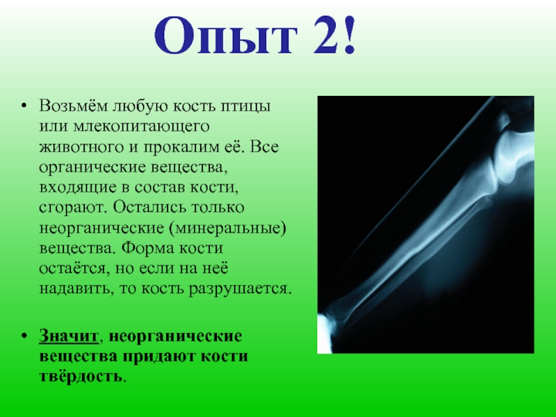 Твердость костей. Минеральные вещества в костях. Состав костей опыт. Неорганические вещества придают кости. Кость без Минеральных веществ.