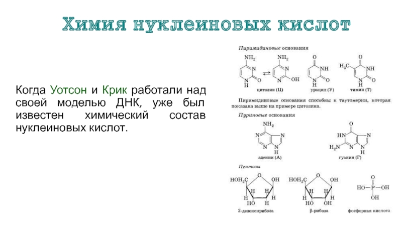 Презентация структура и функции нуклеиновых кислот 11 класс