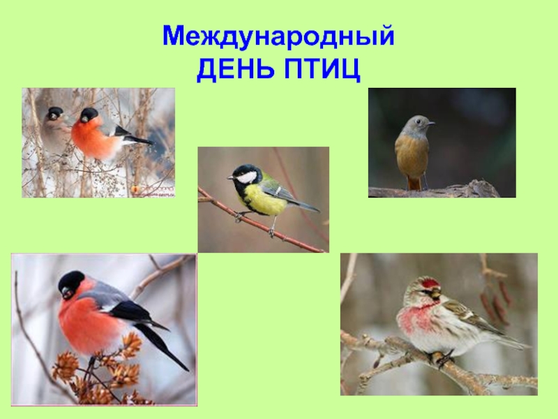 Презентация Международный день птиц