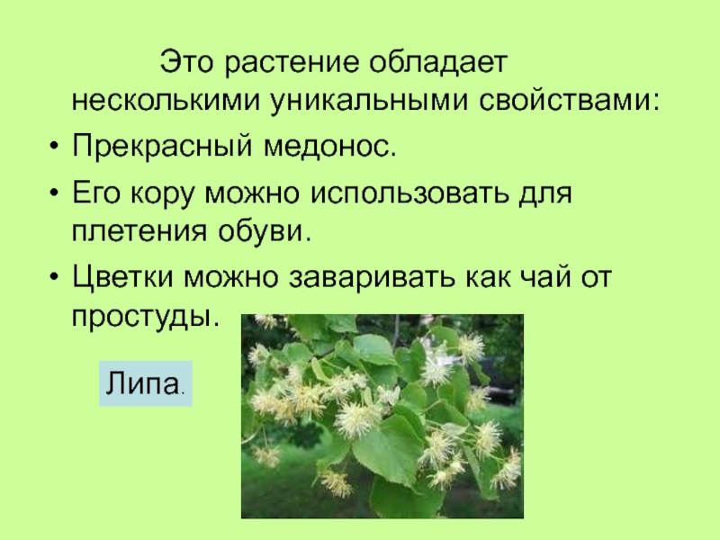 Какими свойствами обладает трава. Единственное растение. Липа медонос. Растение высотой до 25. Это растение до 25 метров это единственное растение с белой корой.