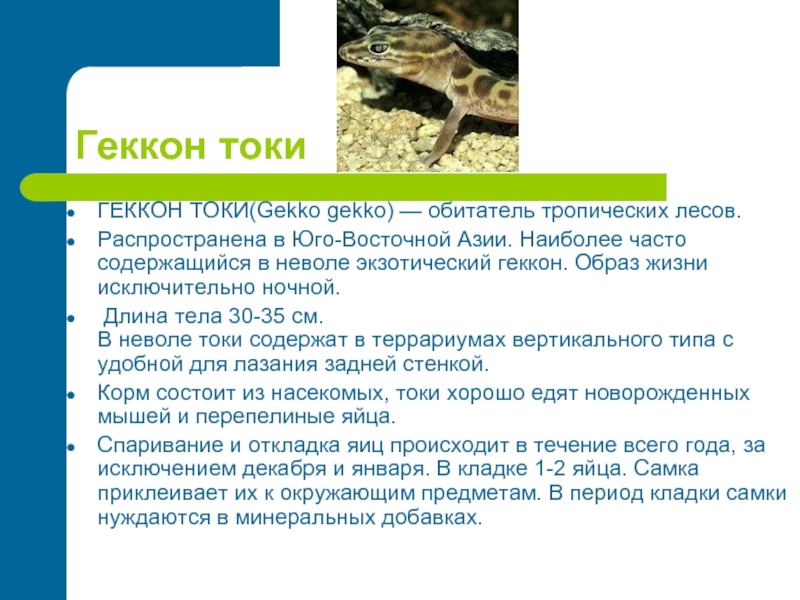 Укажите среду обитания ящерицы в период размножения. Геккон доклад. Геккон для презентации. Проект на тему геккон. Геккон сообщение 3 класс.