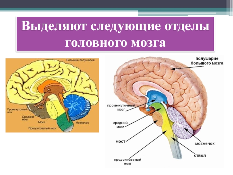 Каковы функции отделов головного мозга. Отделы и части отделов головного мозга. Пять отделов головного мозга. Основные пять отделов головного мозга:. Функции 5 отделов головного мозга человека.
