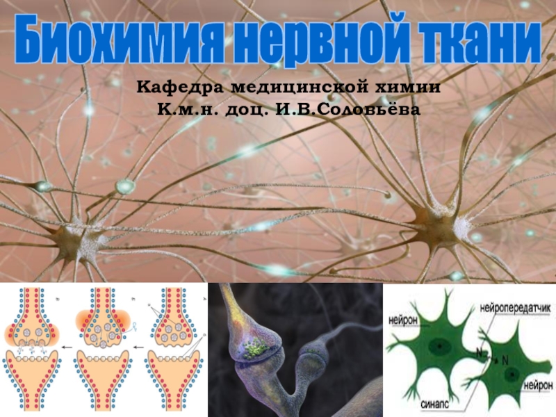 Презентация Биохимия нервной ткани
Кафедра медицинской химии
К.м.н. доц. И.В.Соловьёва