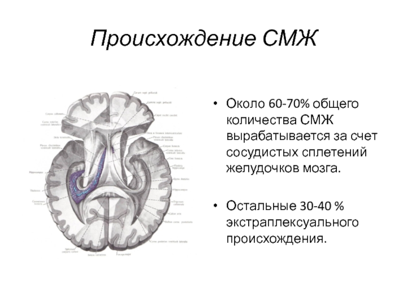 Происхождение СМЖОколо 60-70% общего количества СМЖ вырабатывается за счет сосудистых сплетений желудочков мозга.Остальные 30-40 % экстраплексуального происхождения.