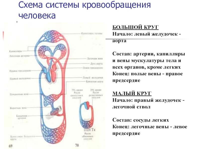 Круги кровообращения человека схема простая