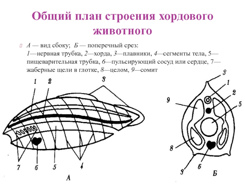 Общий план строения хордовых расположив их внутренние органы в верной последовательности