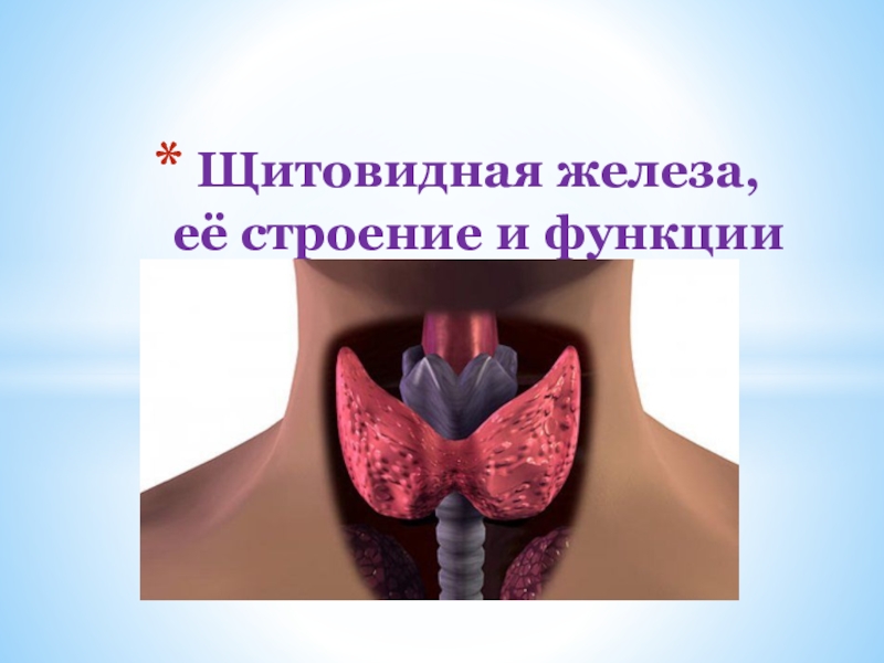 Щитовидная железа биология 8 класс. Щитовидная железа презентация. Щитовидная железа ее строение. Щитовидная железа презентация анатомия.
