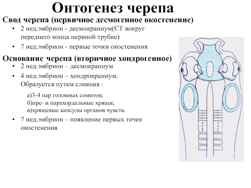 Онтогенез черепа2 нед.эмбрион - десмокраниум(СТ вокруг переднего конца нервной трубке)7 нед.эмбрион - первые точки окостененияСвод черепа (первичное