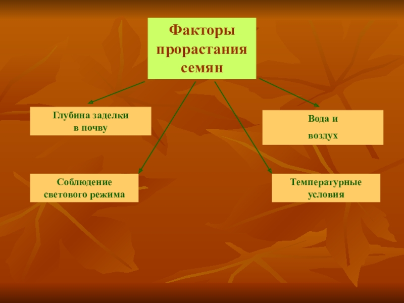 Влияние внешних факторов на рост и развитие растений проект