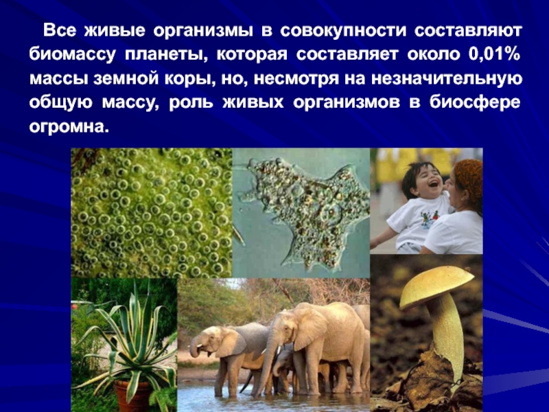 Информация о живых организмах. Живые организмы. Роль организмов в биосфере. Живые организмы в биосфере. Роль живых организмов в биосфере.