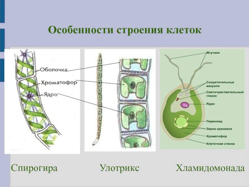 Улотрикс и спирогира. Спирогира водоросль строение. Строение клетки улотрикса. Улотрикс водоросль строение. Строение клетки спирогиры.