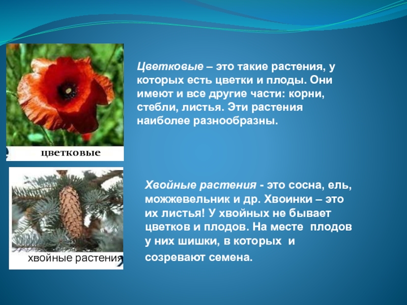 Проект окр мир 3 класс разнообразие природы родного края