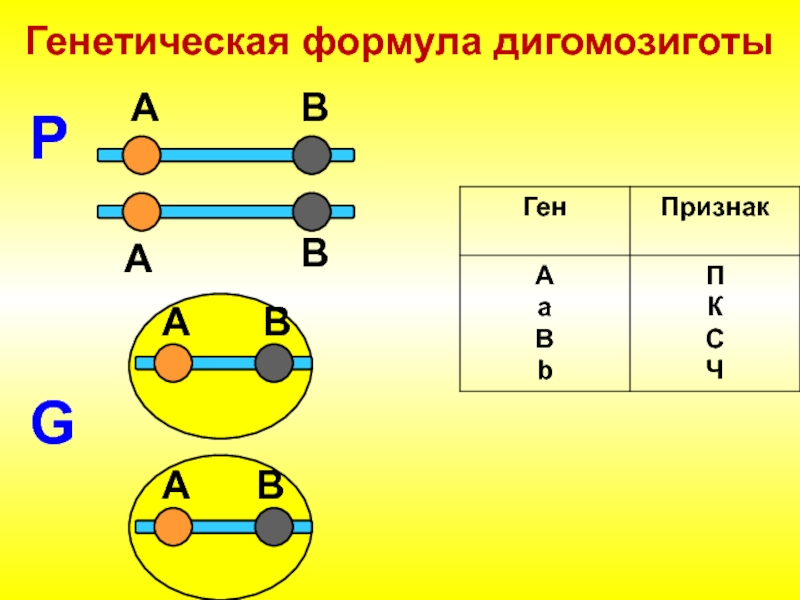 Генетическая формула дигомозиготыPААBBGАBАB