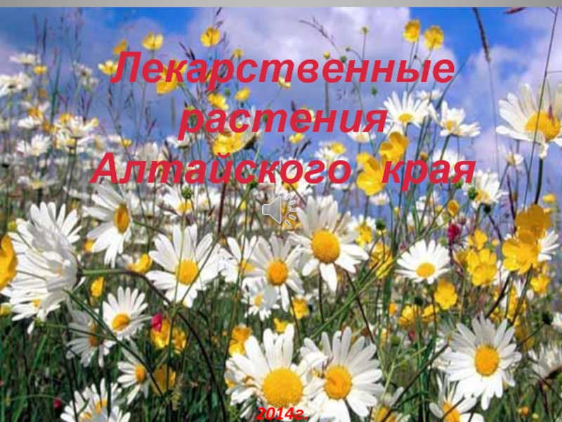 Презентация Лекарственные растения Алтайского края